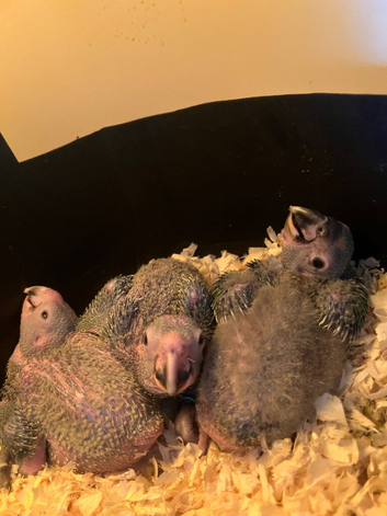 CUDDLY HAND REARED BABY VINACEOUS AMAZON PARROTS