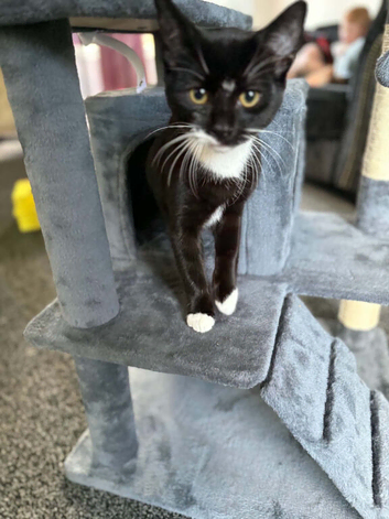 Olaf - gorgeous 6 month old tuxedo boy looking for a loving home