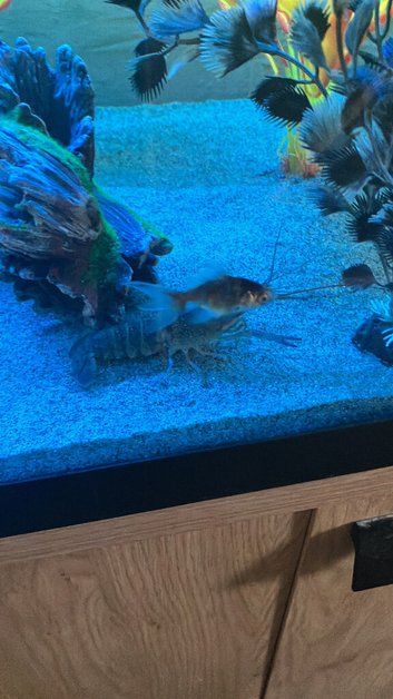 red claw blue lobster
