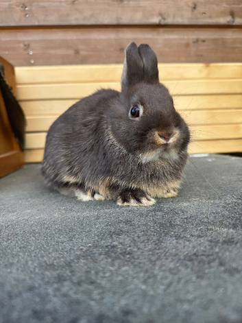 Netherland dwarf doe