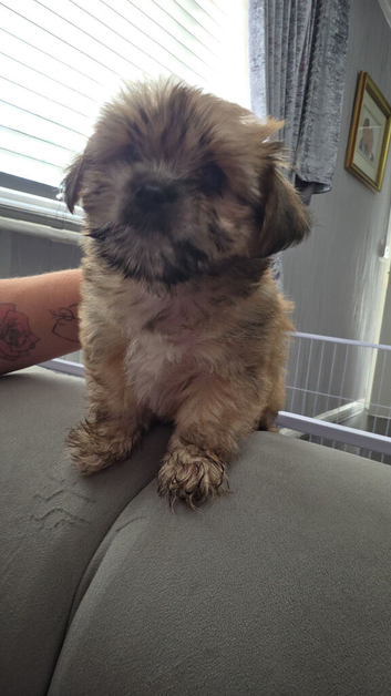 Shihtzu /jack russell