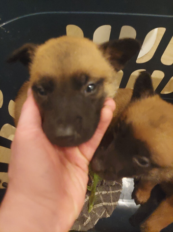 Belgium malinois puppies