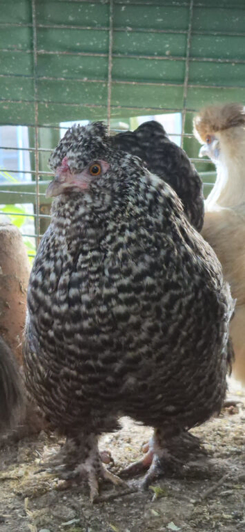 Speckled Bantam Laying Hen Pair