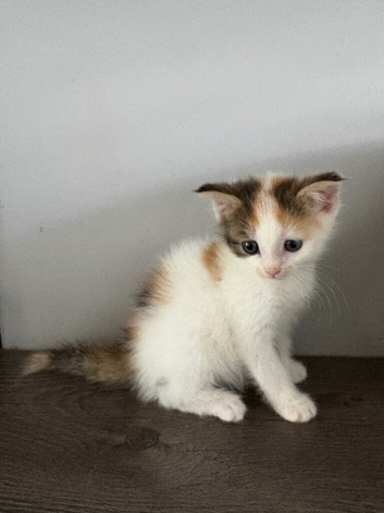Kitten