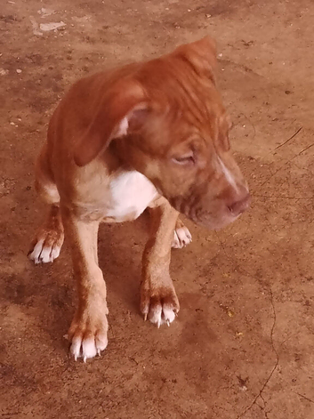 Avaliable now 12 weeks old