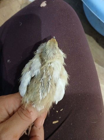 Young coturnix quail available