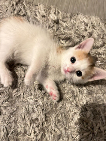 2 beautiful kittens available now