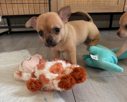 Chihuahua Puppies - Tiny Treasures with Big Personalities!