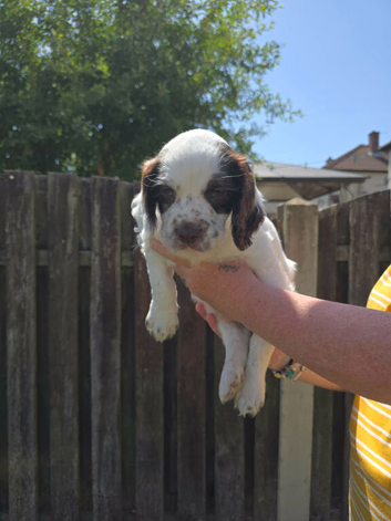 Stunning sprocker pups