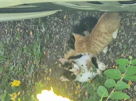 4 male kittens
