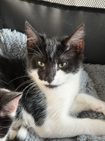 Lovely cute kitten available