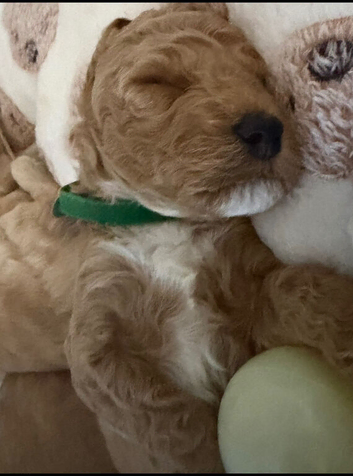 F2b Cockerpoo's 1 littke girl for sale and 1 boy