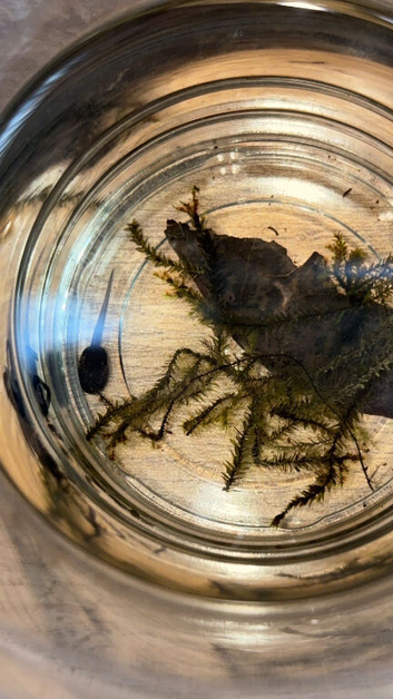 Poison dart frog tadpoles East Sussex
