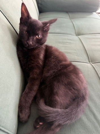 Kitten
