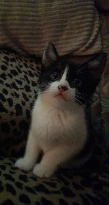 Black and white tuxedo . Girl kitten