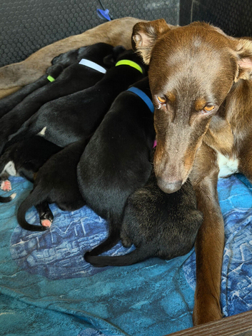 Saluki cross whippet pups