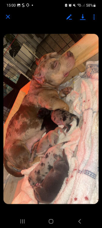 1 little female pocket bully X staff