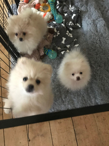 Pomeranian puppies