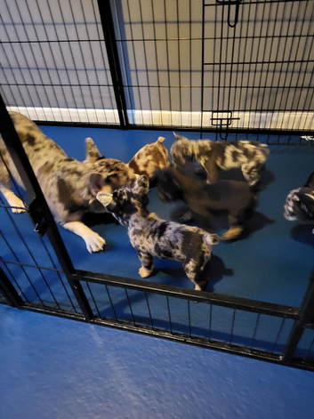 8 French Bulldog pups for sale