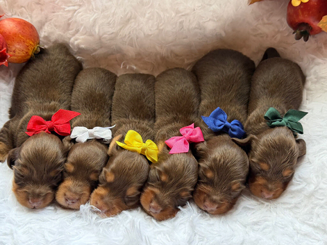 Kc registered mini long haired dachshund