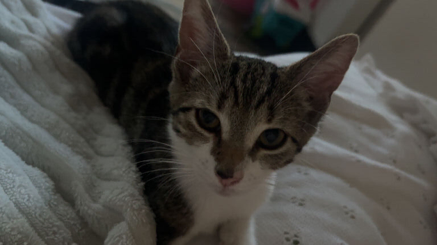 Female tabby kitten