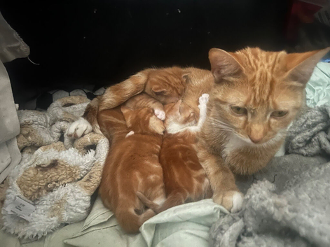 Ginger kittens