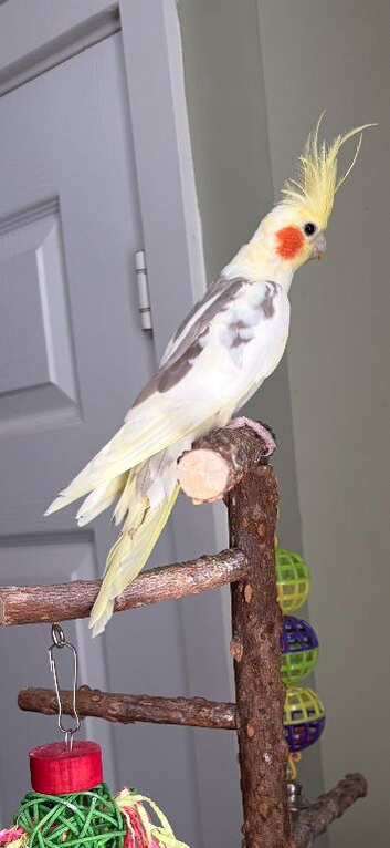 Beautiful cockatiel for sale
