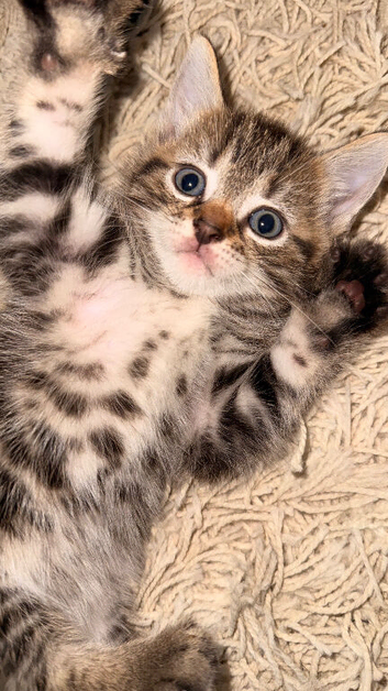 Kittens