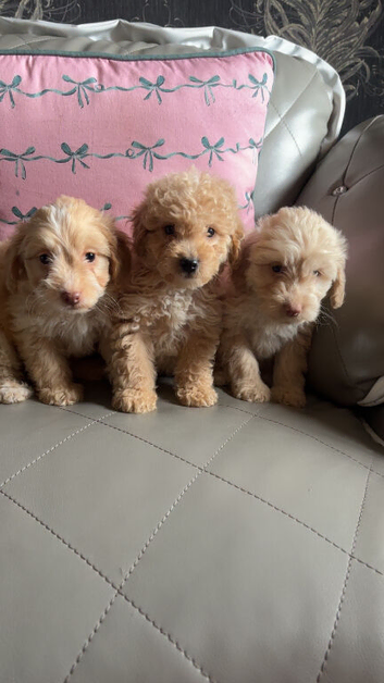 Cockapoo puppies