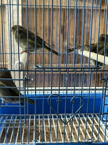 Greenfinches for sale , young birds