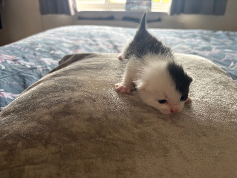 Gorgeous black and white kitten