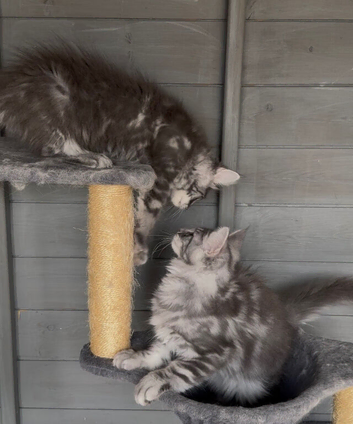 TICA registered kittens available