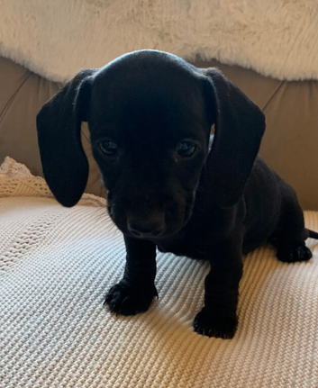 Mini dachshund last one