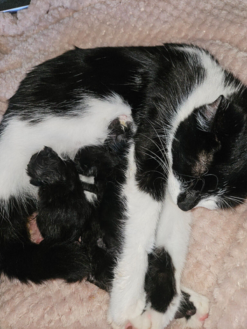 Bengal cross kittens