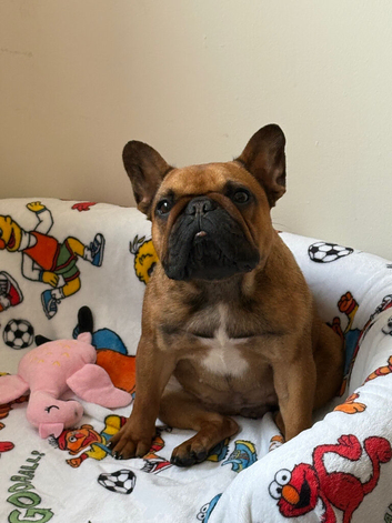 1 year old frenchie girl