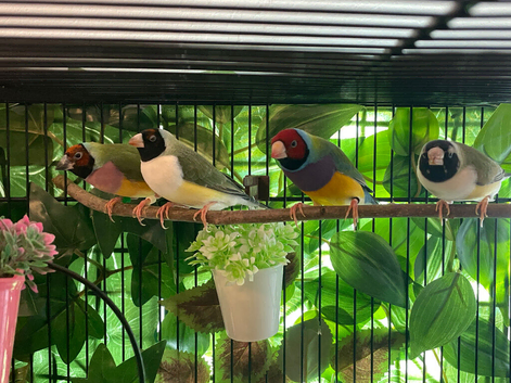 Male Gouldian finches