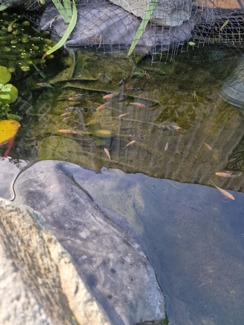 Pond reared Shubunkin for sale