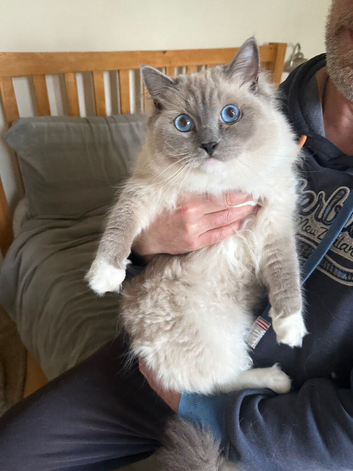 Ragdoll for sale