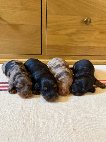 KC Reg Miniature long haired dachshund puppies