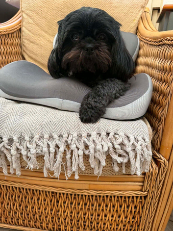 2 pekanese x shih tzu - male & female