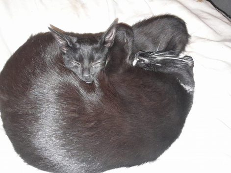 Gorgeous black and white cat for sale