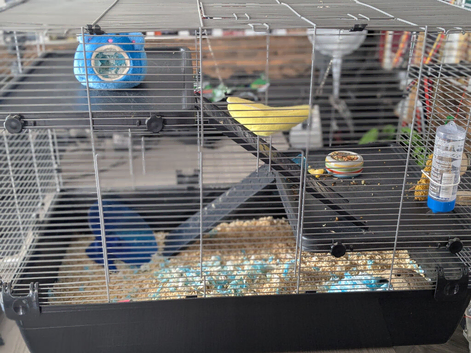 Handsome 18-Month-Old Syrian Hamster "Rosco" Seeking Forever Home (Plymouth)