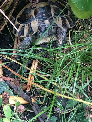 Hermann tortoise No Offers please