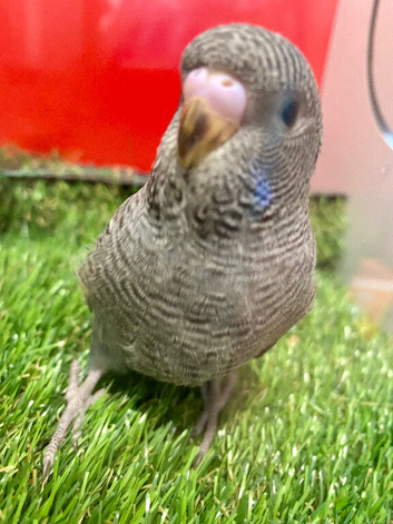 Baby black faced budgie