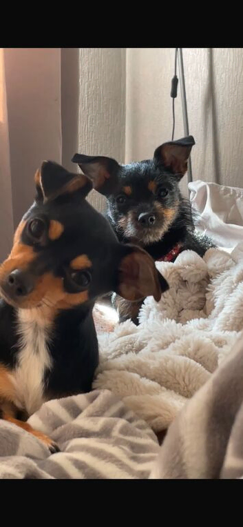 2 jack russell girls