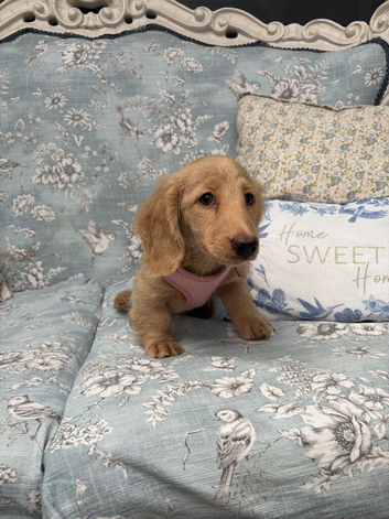 Longhair cream miniature dachshund