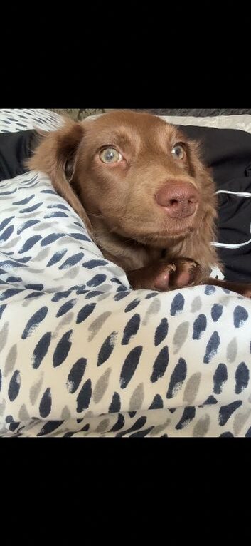 Dog sitter