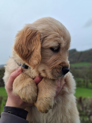 Beautiful Golden retriever  puppies