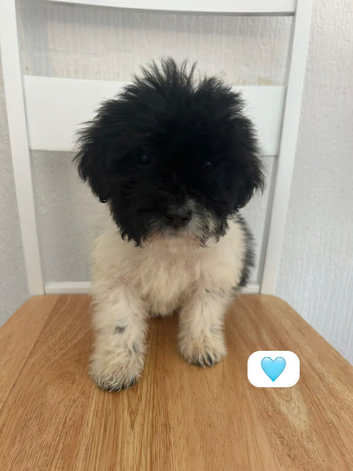 Stunning Jackapoo cross puppies
