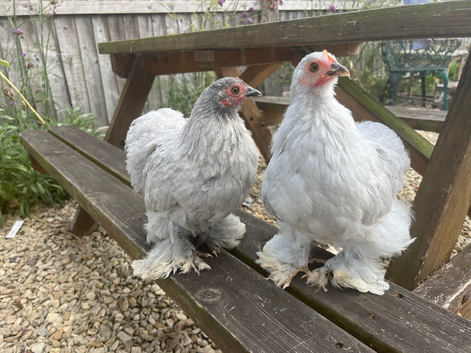 Lavender pekin bantams